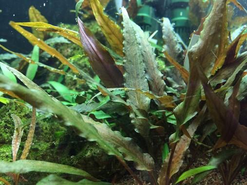 Tropica Cryptocoryne undulata 'Broad Leaf' 1-2-GROW! - Image 2