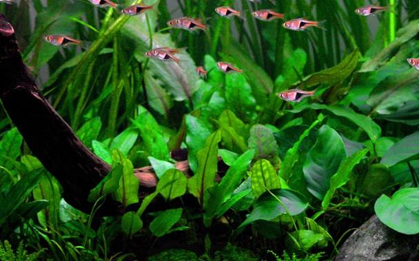 Tropica Cryptocoryne wendtii 'Green' in Pot - Image 2