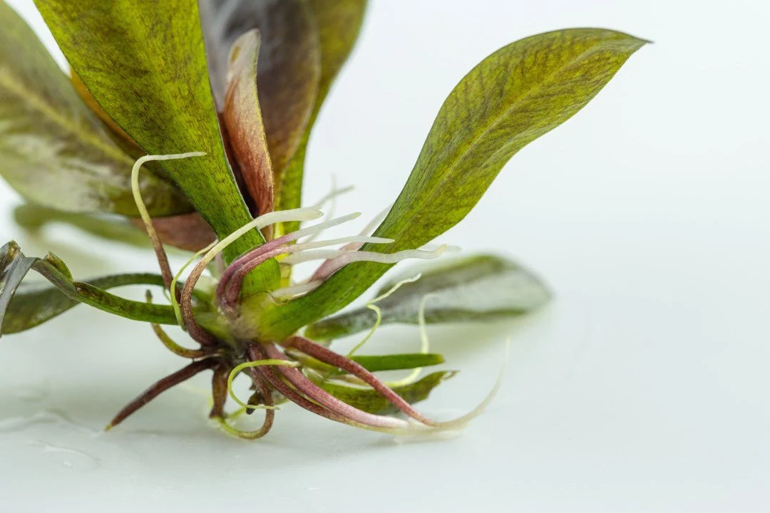 Tropica Echinodorus 'Reni' 1-2-Grow! - Image 3