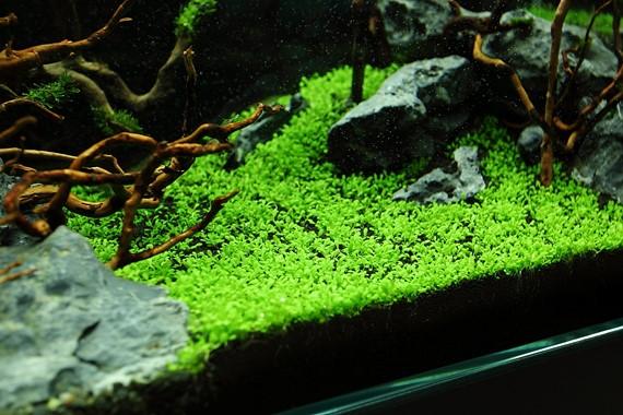 Tropica Elatine Hydropiper 1-2-Grow! - Image 3