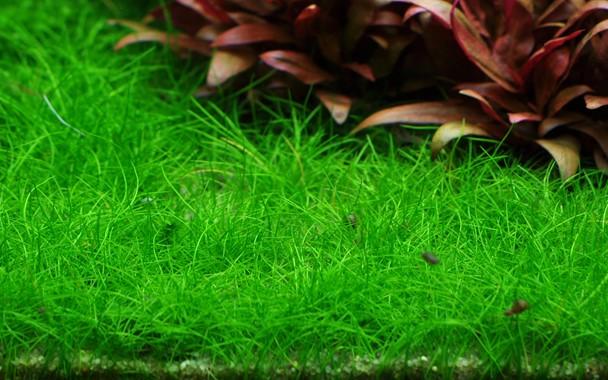 Tropica Eleocharis pusilla 1-2-GROW! (AKA Eleocharis Acicularis 'Mini') - Image 2