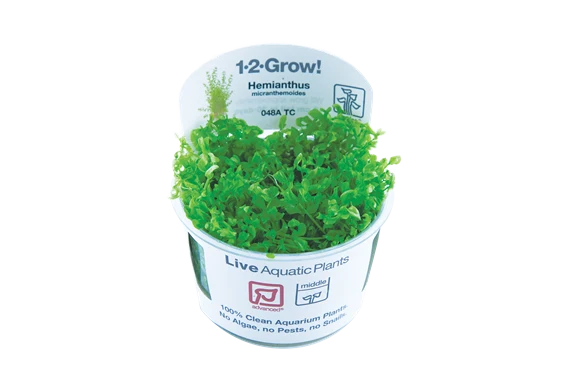 Tropica Micranthemun Glomeratum 1-2-GROW! AKA Hemianthus Micranthemoides