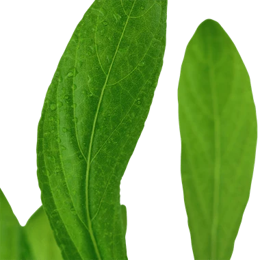 Tropica Hygrophila costata in Pot - Image 2