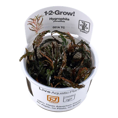 Tropica Hygrophila Pinnatifida 1-2-Grow!
