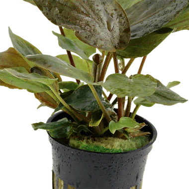 Tropica Lagenandra meeboldii 'Red' in Pot - Image 2