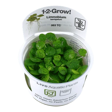 Tropica Limnobium laevigatum 1-2-GROW!