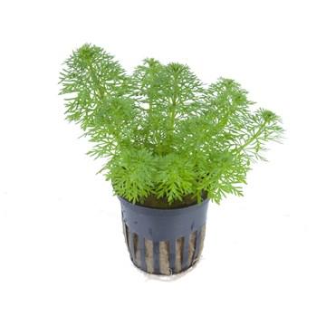 Tropica Limnophila Sessiliflora in Pot - Image 2