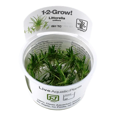 Tropica Littorella uniflora 1-2-Grow!