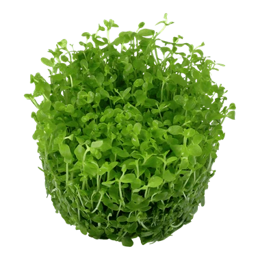 Tropica Micranthemum tweediei 'Monte Carlo' 1-2-GROW! - Image 2