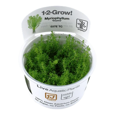Tropica Myriophyllum 'Guyana' 1-2-GROW!