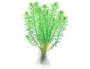 Tropica Myriophyllum 'Guyana' 1-2-GROW! - Image 3