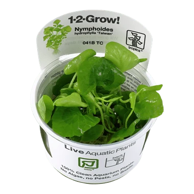 Tropica Nymphoides Hydrophylla 'Taiwan'  1-2-GROW!