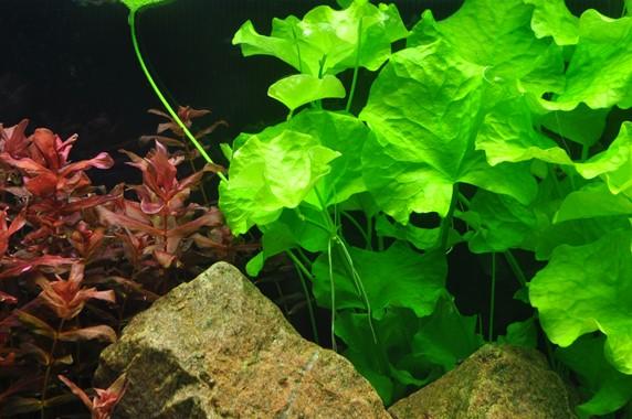 Tropica Nymphoides Hydrophylla 'Taiwan'  1-2-GROW! - Image 2