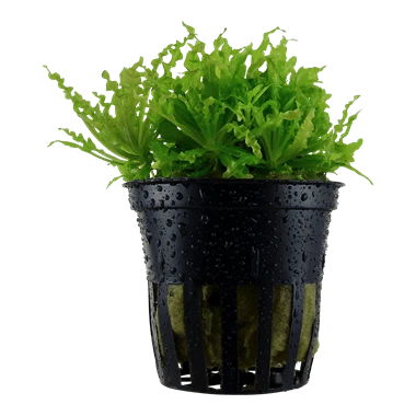 Tropica Pogostemon Helferi in Pot