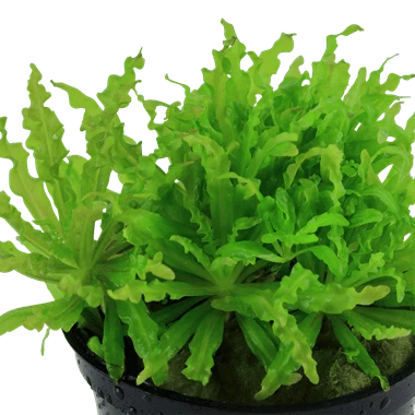 Tropica Pogostemon Helferi in Pot - Image 2