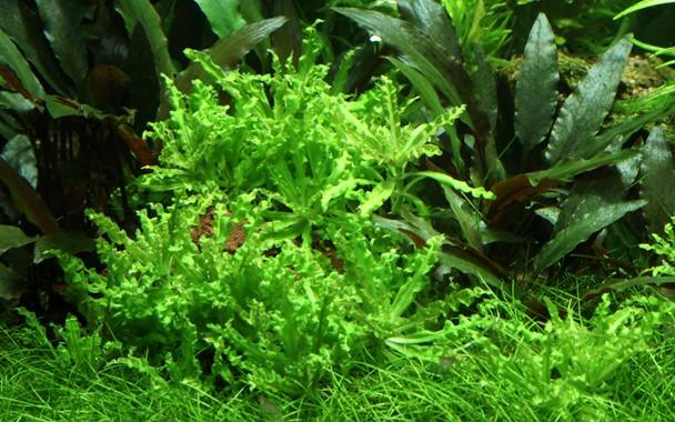 Tropica Pogostemon Helferi in Pot - Image 3