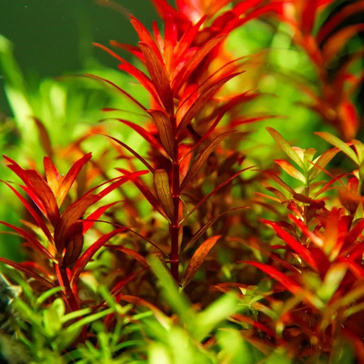 Tropica Rotala rotundifolia 'Blood Red' 1-2-Grow! - Image 2