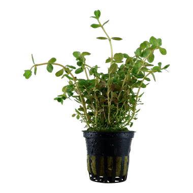 Tropica Rotala rotundifolia in Pot