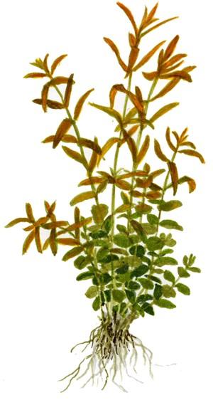 Tropica Rotala rotundifolia in Pot - Image 2