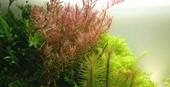 Tropica Rotala rotundifolia in Pot - Image 3