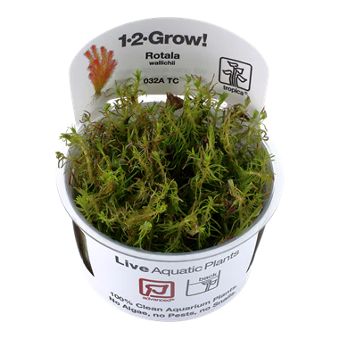 Tropica Rotala Wallichii 1-2-GROW!