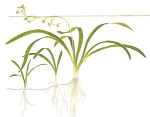Tropica Sagittaria Subulata 1-2-GROW! - Image 3