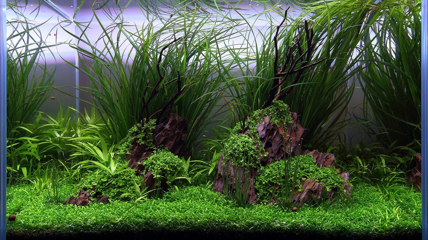 Tropica Substrate (iron rich base substrate) - Image 5