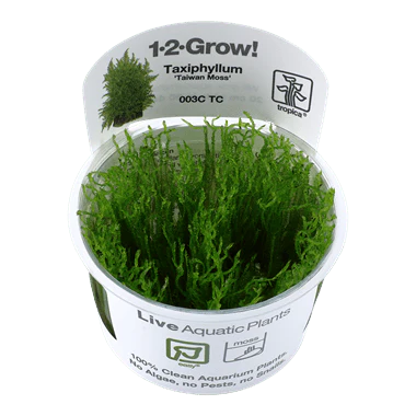 Tropica Taxiphyllum 'Taiwan moss' 1-2-GROW!