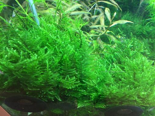 Tropica Taxiphyllum 'Taiwan moss' 1-2-GROW! - Image 2