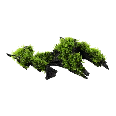 Tropica Vesicularia dubyana 'Christmas' on Wood