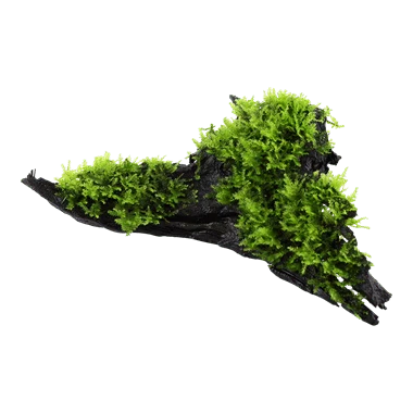 Tropica Vesicularia dubyana 'Christmas' on Wood - Image 2