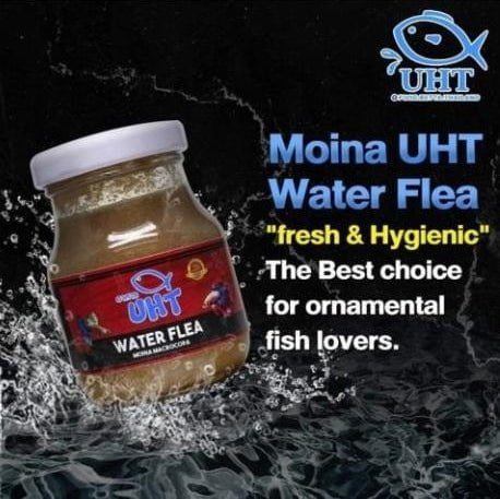 UHT Water Flea / Moina Macrocopa - 75g (Bottled) - Image 5